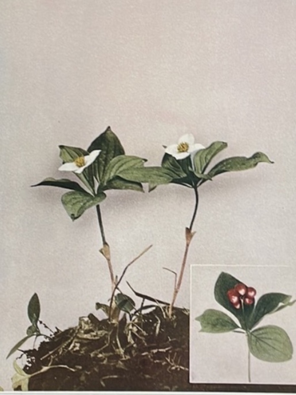 🌹FREE w/purchase Antique Botanical Plant Print Strawberry
